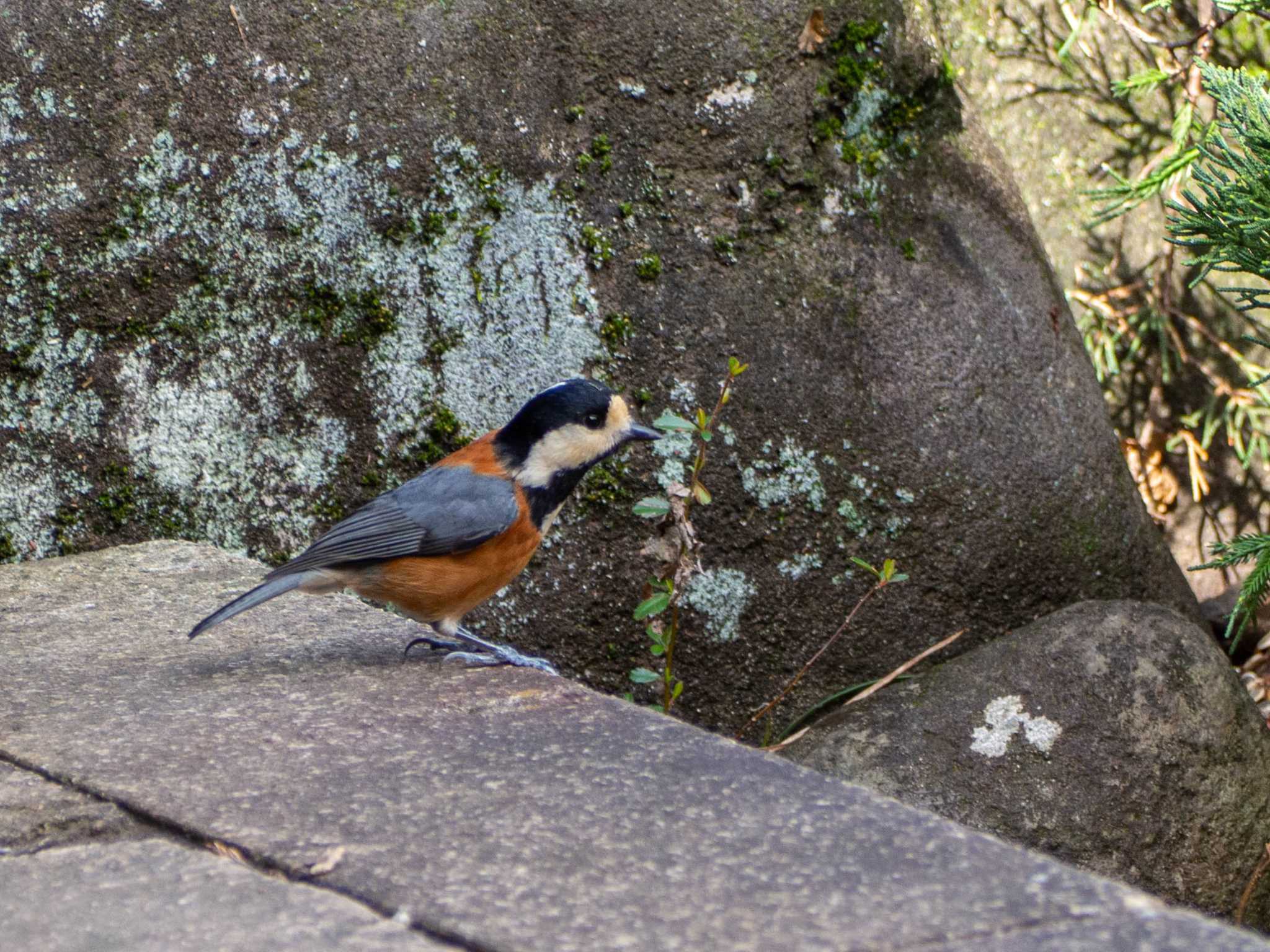 Photo of Varied Tit at 平塚市総合公園 by Tosh@Bird