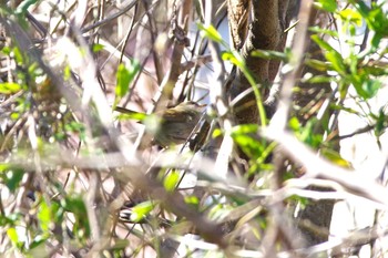 Japanese Bush Warbler 大栗川 Fri, 3/20/2020