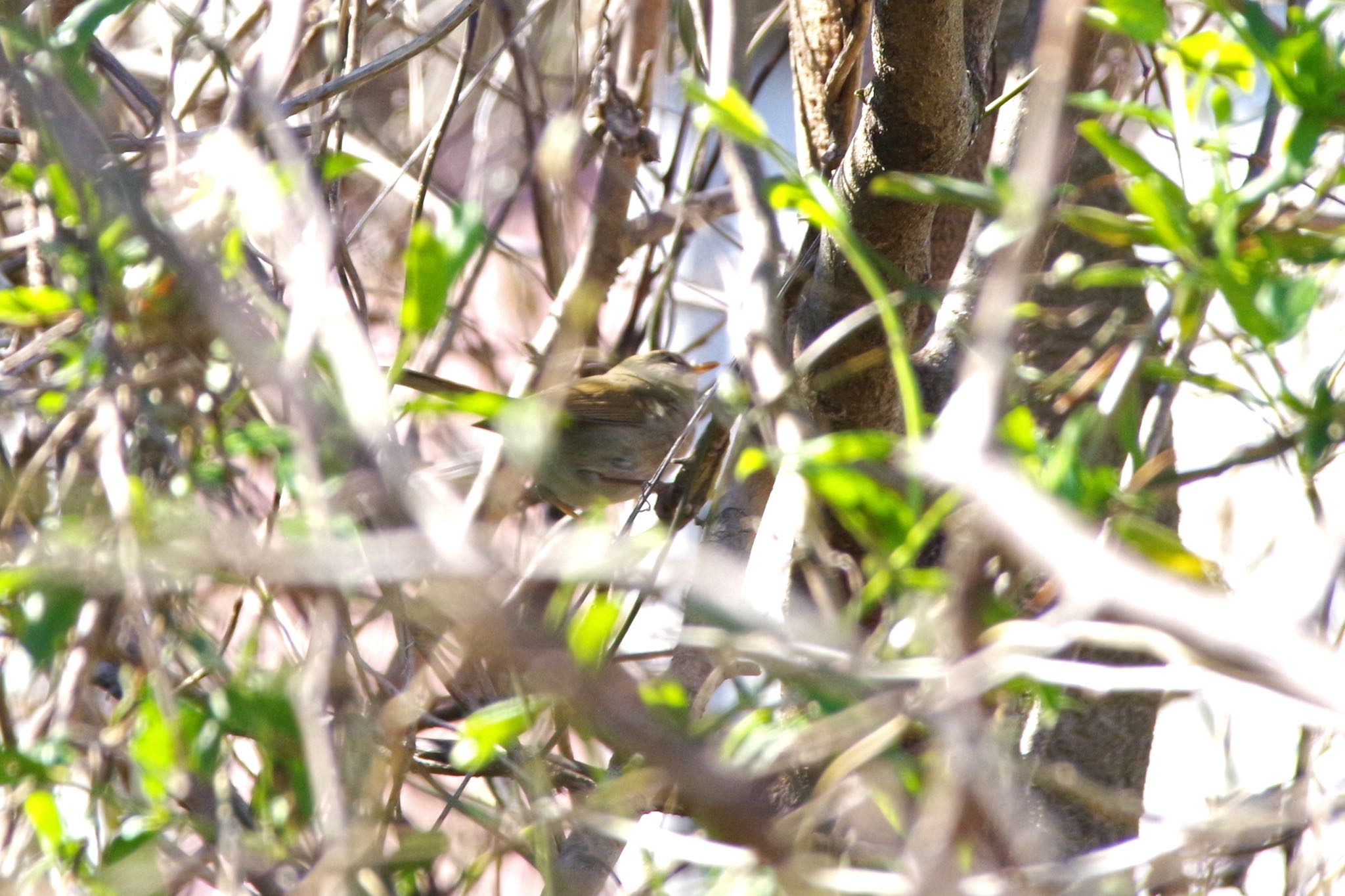 Photo of Japanese Bush Warbler at 大栗川 by SPR