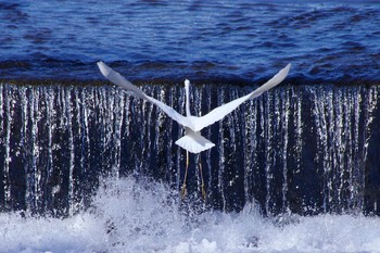 Great Egret 大栗川 Fri, 3/20/2020