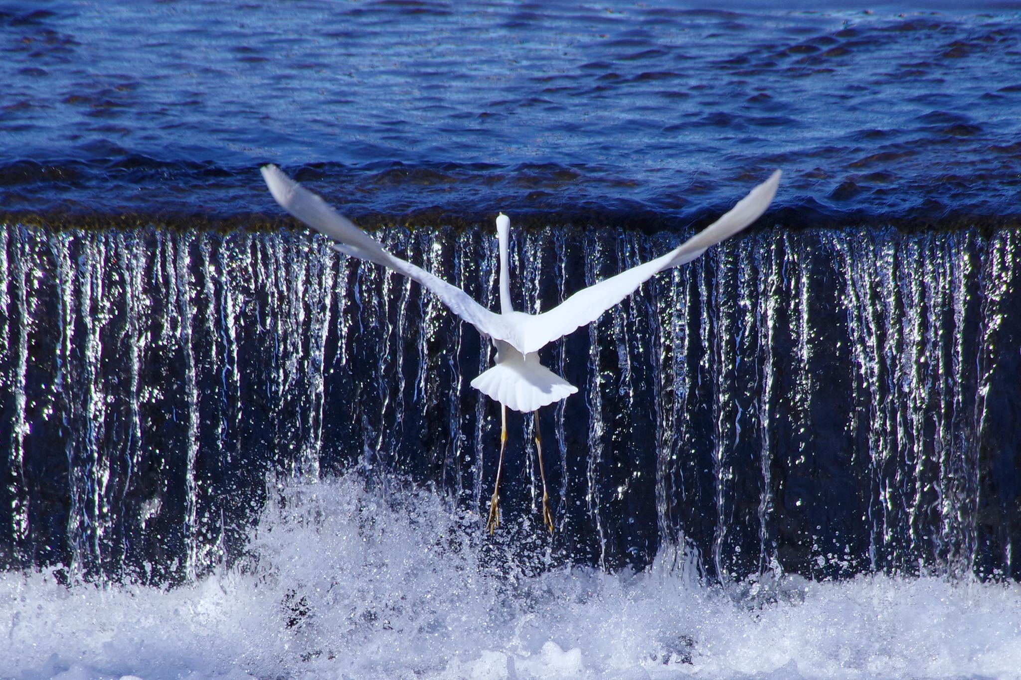 Photo of Great Egret at 大栗川 by SPR