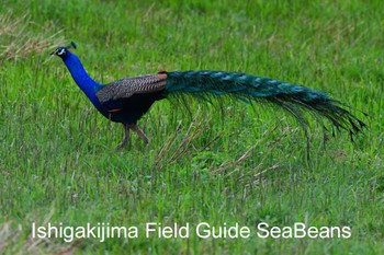 Indian Peafowl Ishigaki Island Thu, 3/19/2020