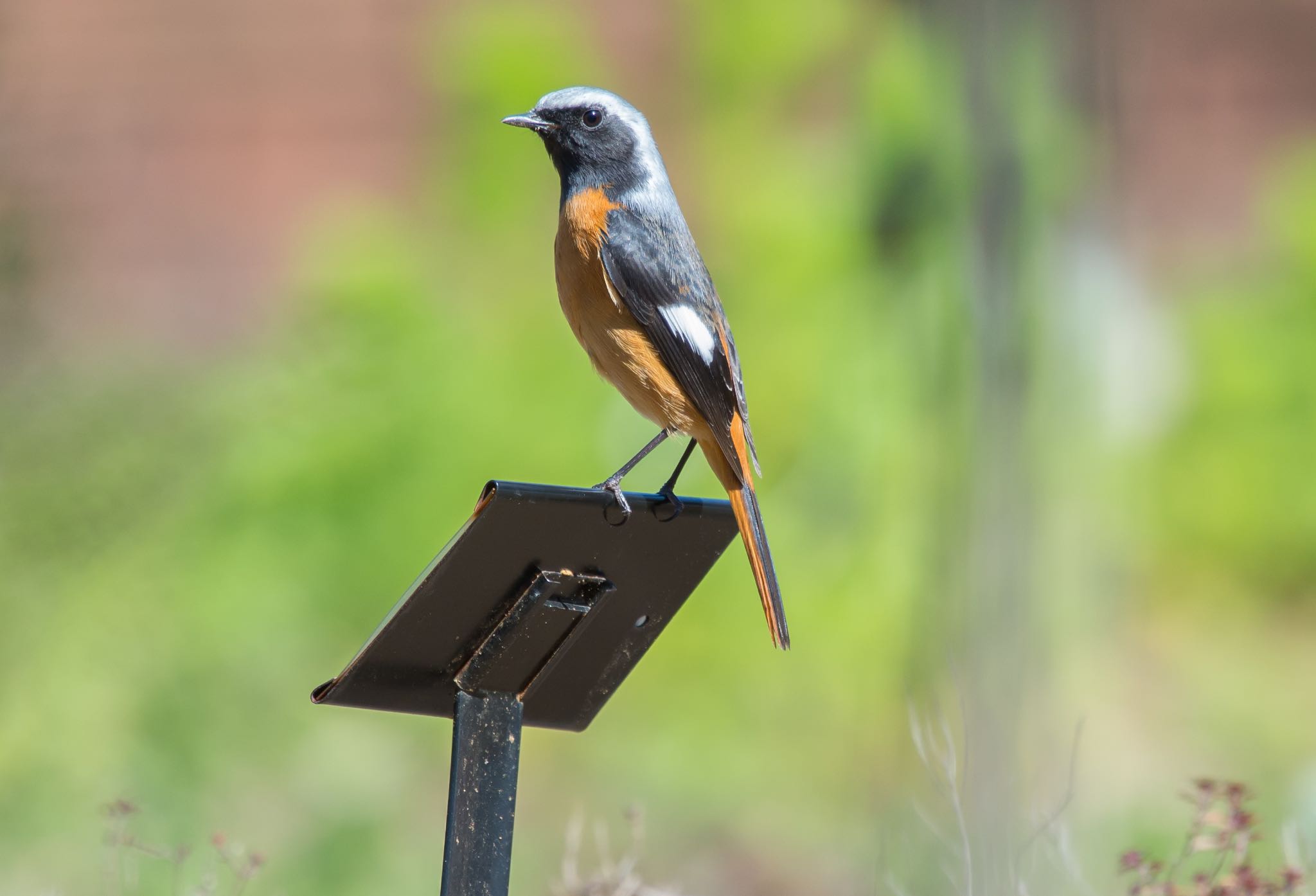 Photo of Daurian Redstart at Showa Kinen Park by Jgogo