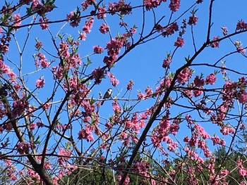 Fri, 3/20/2020 Birding report at 追分市民の森