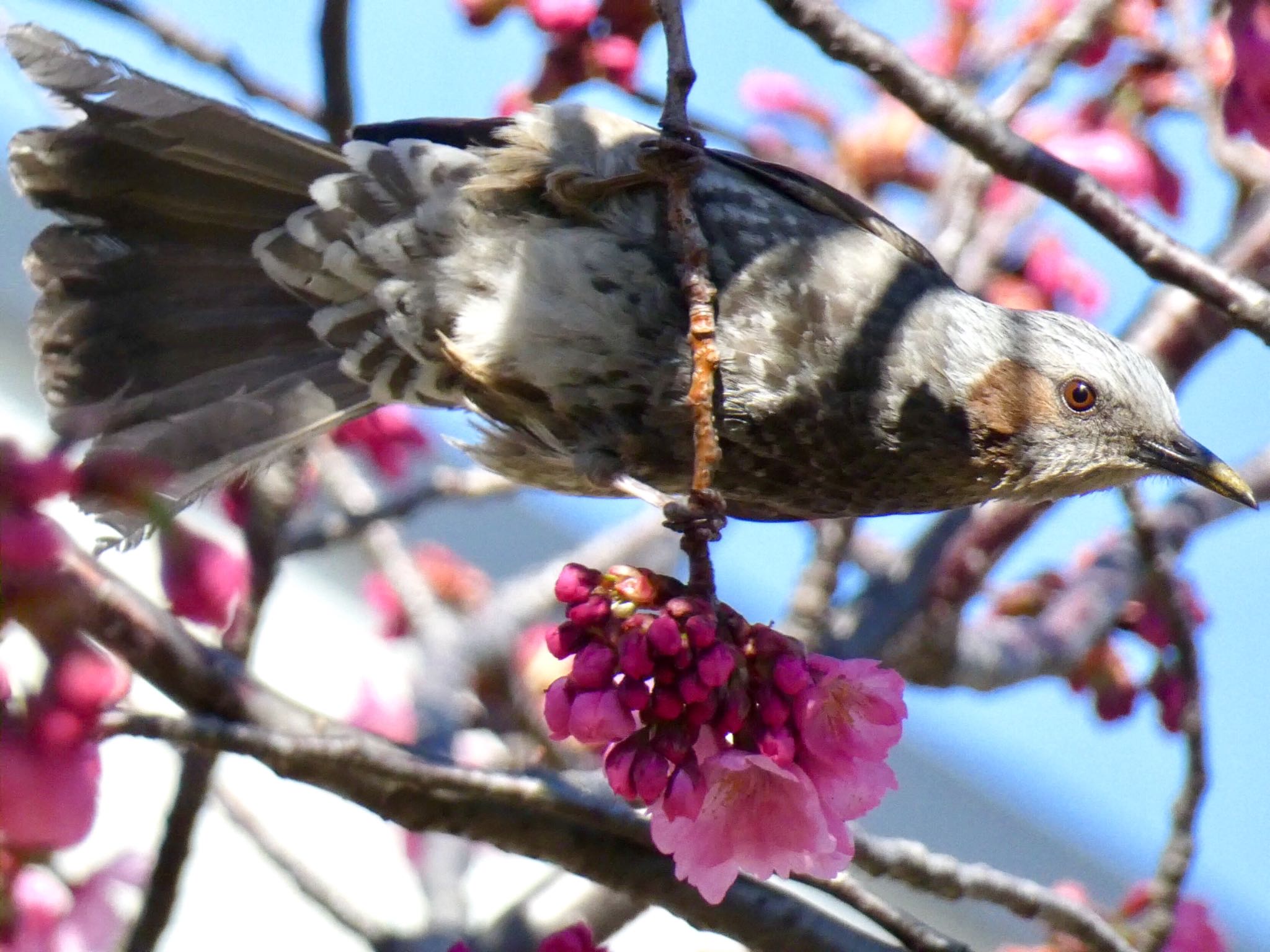 緑ヶ丘霊園 ヒヨドリの写真 by どぶろく