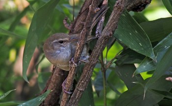 Japanese Bush Warbler 東京都多摩地域 Fri, 3/20/2020