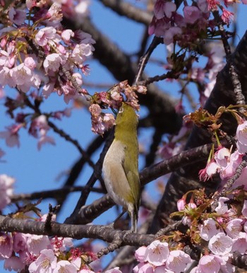 Warbling White-eye Unknown Spots Unknown Date