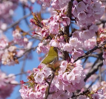 Warbling White-eye Unknown Spots Unknown Date