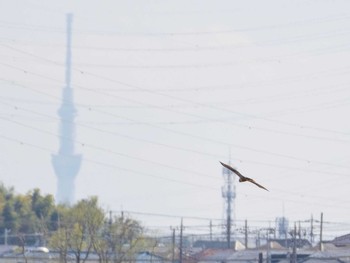 チュウヒ 芝川第一調節池(芝川貯水池) 2020年3月15日(日)