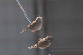 Eurasian Tree Sparrow 茨城県 Fri, 3/20/2020