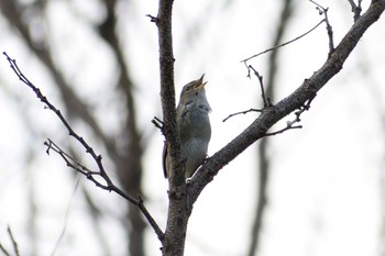 2020年3月20日(金) 多摩川二ヶ領宿河原堰の野鳥観察記録