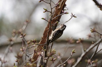 2020年3月15日(日) 大泉緑地の野鳥観察記録