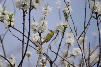 2020年3月8日(日) 大泉緑地の野鳥観察記録
