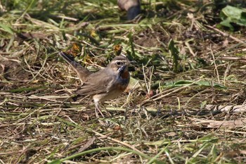 Bluethroat 淀川河川公園 Sun, 3/15/2020