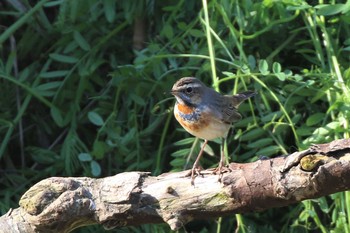 Bluethroat 淀川河川公園 Sun, 3/15/2020