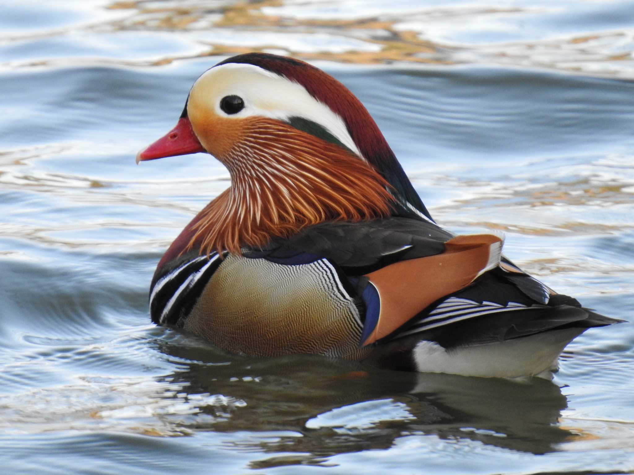 Mandarin Duck