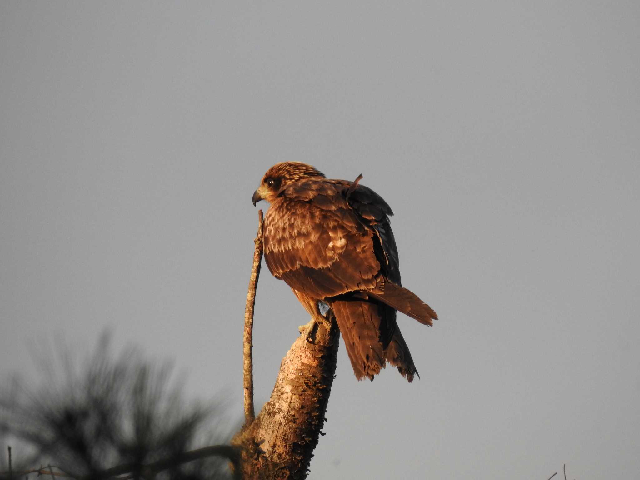 Black Kite