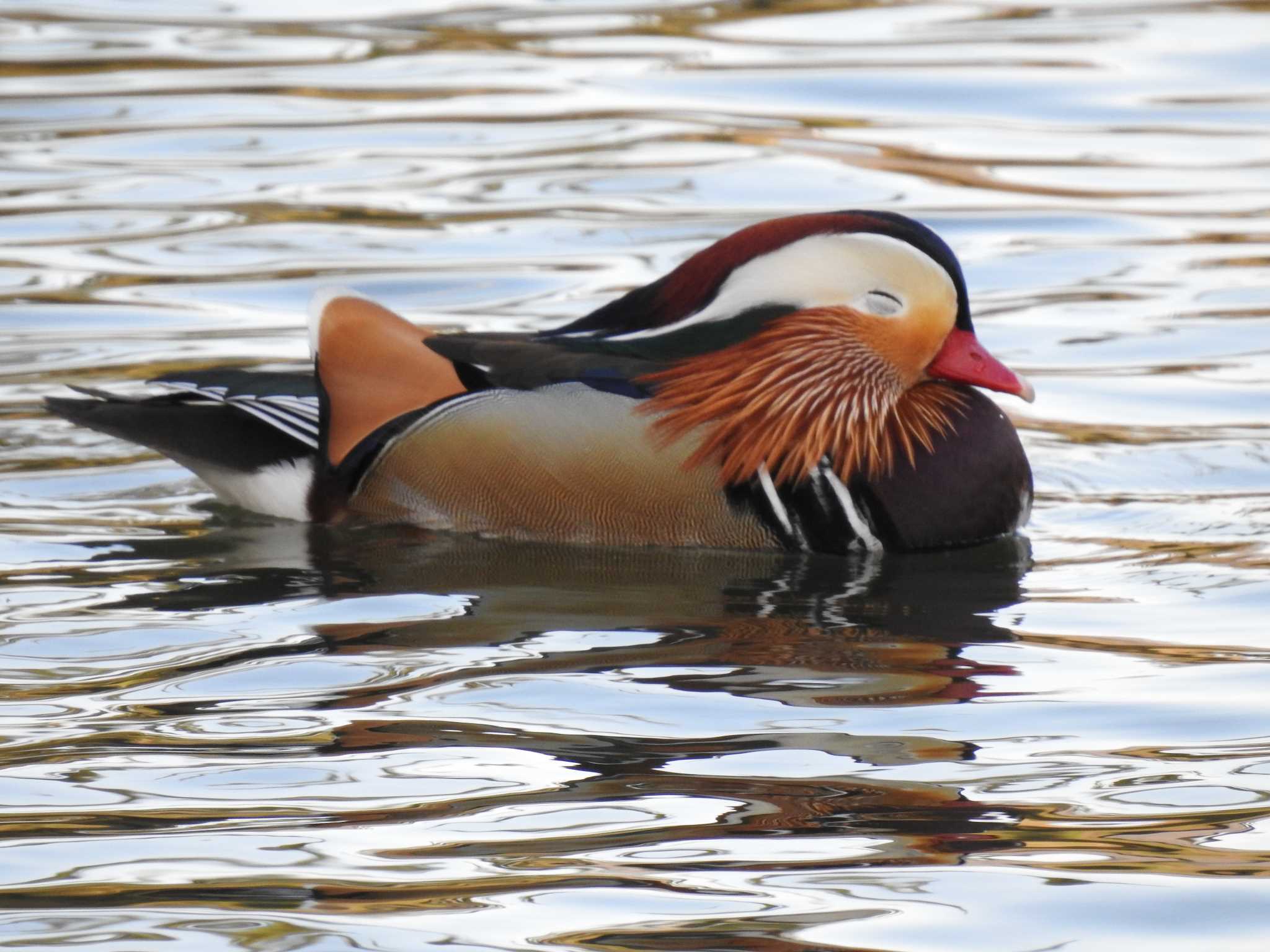 Mandarin Duck