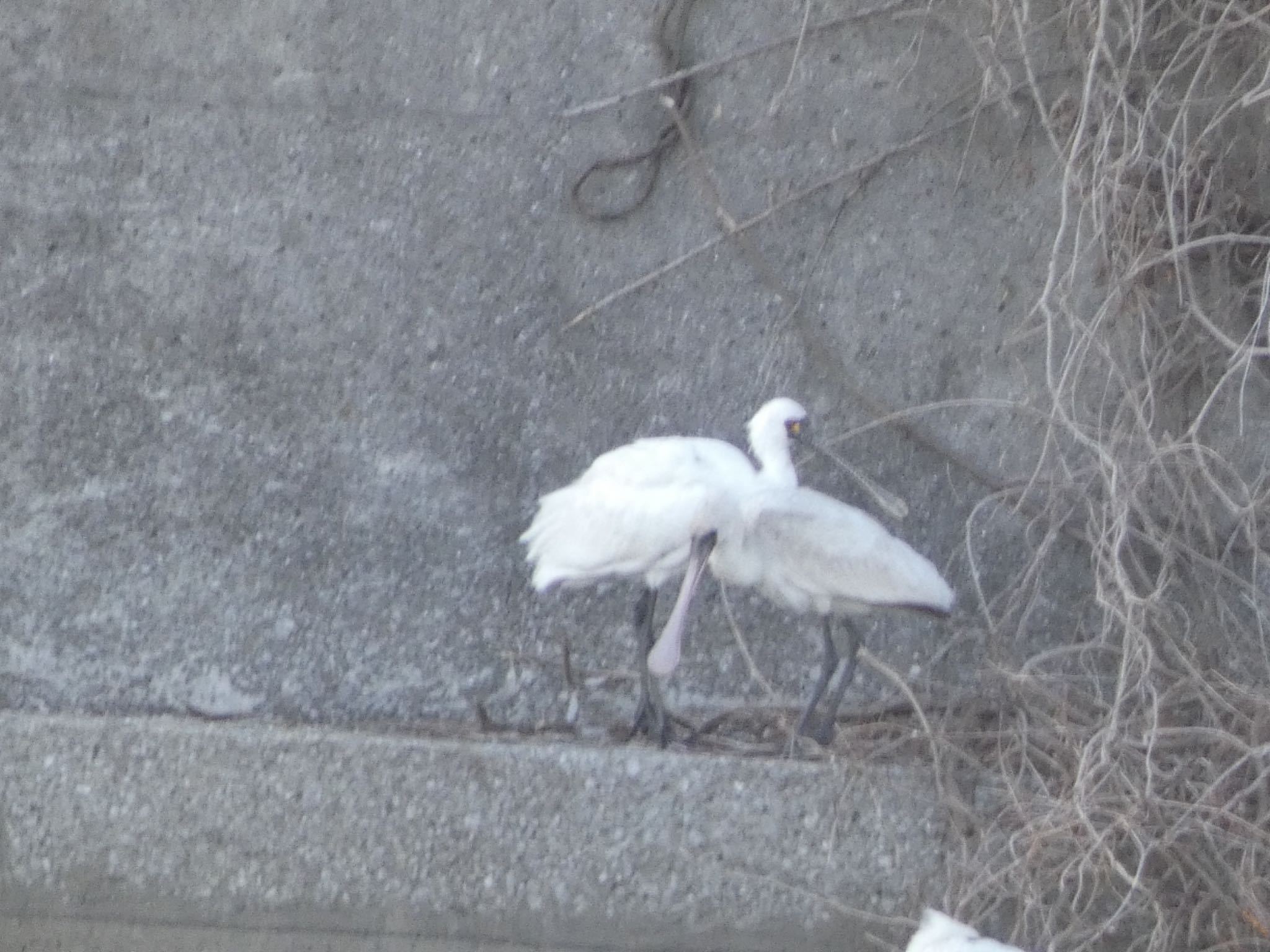 Black-faced Spoonbill