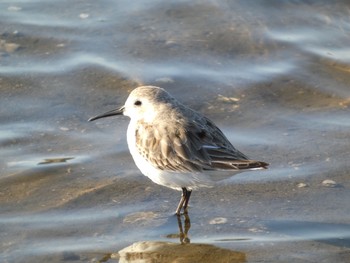 2020年3月20日(金) 須崎調整池の野鳥観察記録