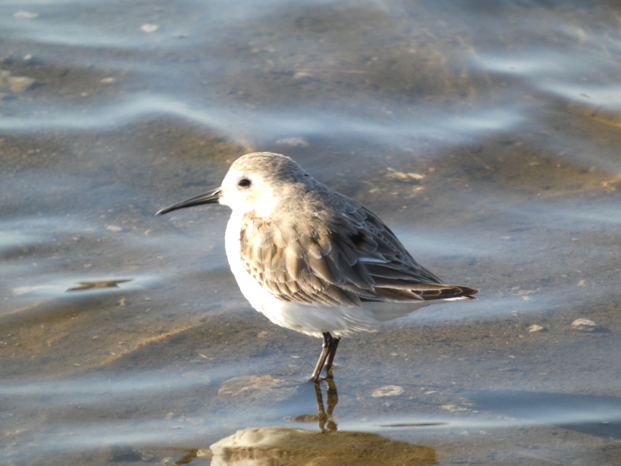 Dunlin