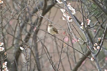 オジロビタキ 八柱霊園 2016年2月28日(日)