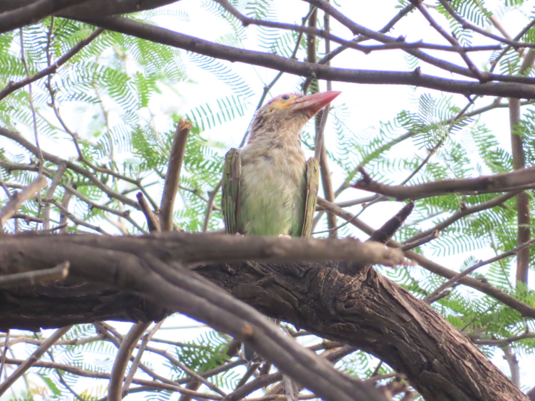 Photo of Brown-headed Barbet at Asola Wildlife Sanctuary by Koryanov