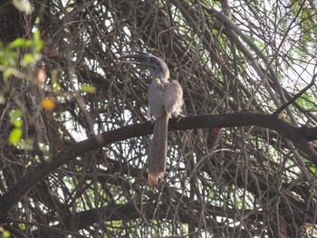 Indian Grey Hornbill Asola Wildlife Sanctuary Sat, 6/15/2019