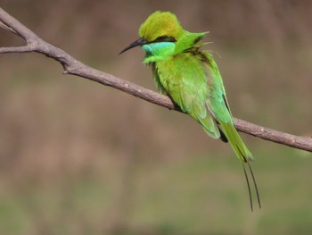 ミドリハチクイ Surajpur Bird Sanctuary 2019年3月10日(日)