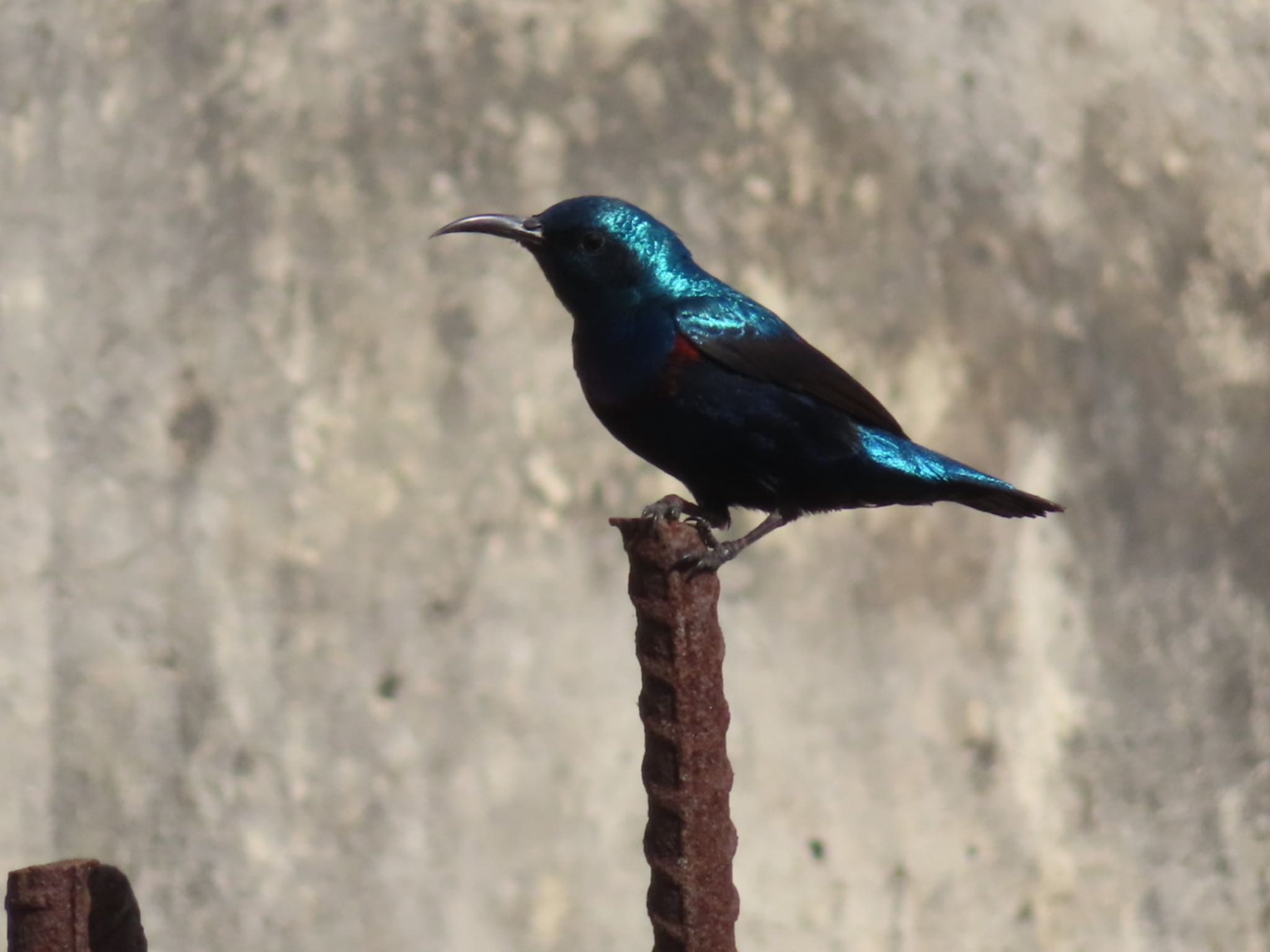 Surajpur Bird Sanctuary ムラサキタイヨウチョウの写真 by Koryanov