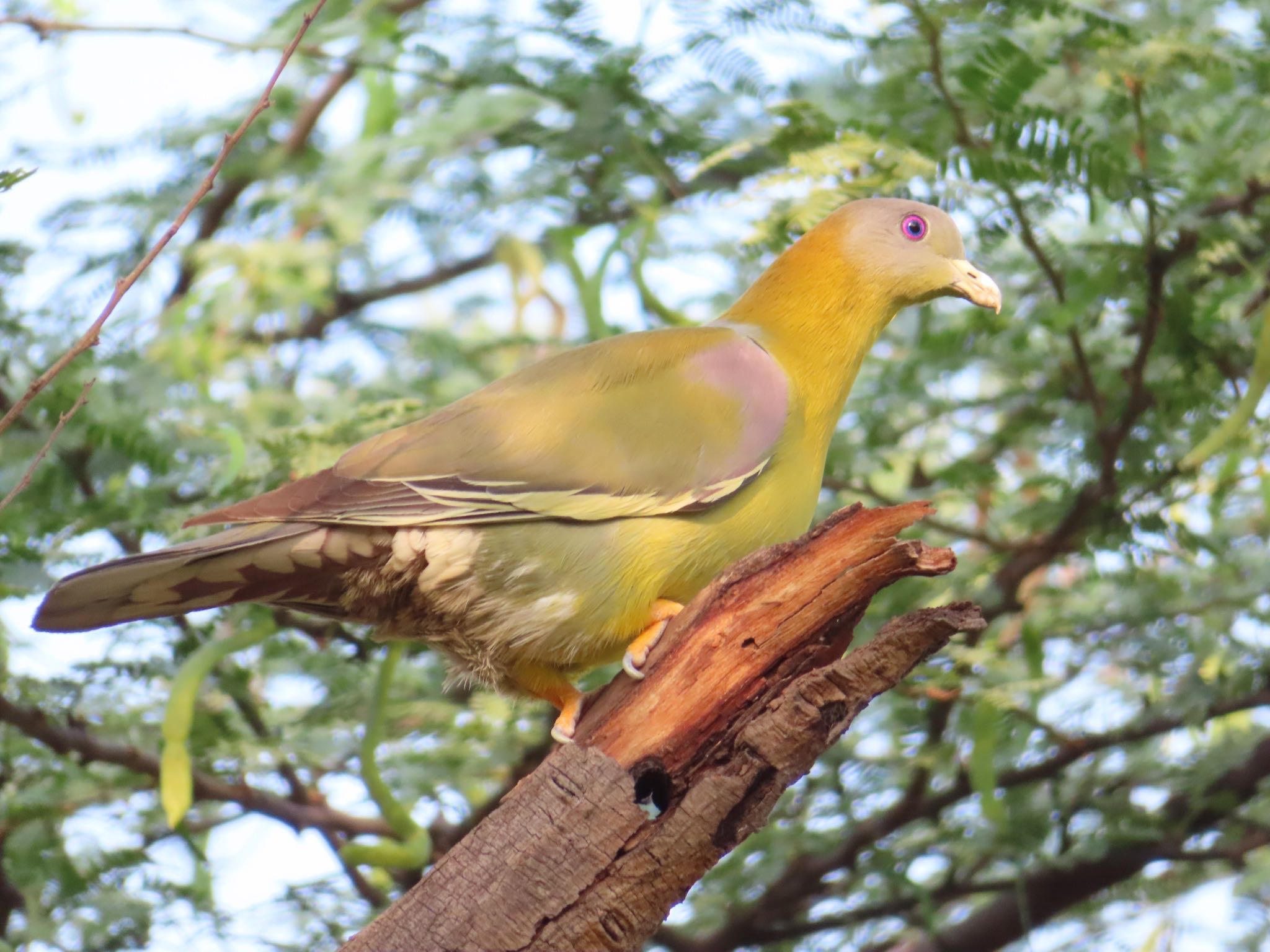 Photo of Yellow-footed Green Pigeon at Asola Wildlife Sanctuary by Koryanov