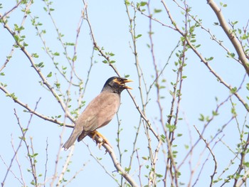 Common Myna Asola Wildlife Sanctuary Sun, 5/19/2019