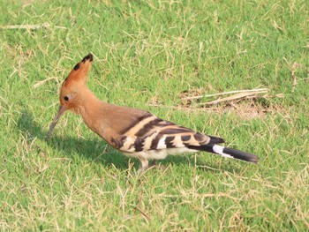 Eurasian Hoopoe Asola Bird Sanctuary Sun, 5/19/2019