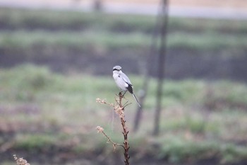 Chinese Grey Shrike 見沼区 Tue, 3/10/2020