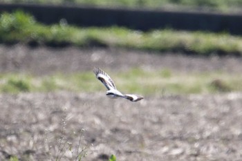 Chinese Grey Shrike 見沼区 Tue, 3/17/2020