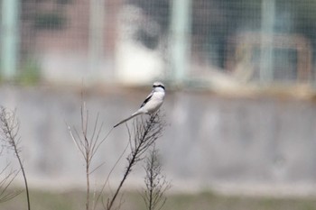 Chinese Grey Shrike 見沼区 Tue, 3/17/2020