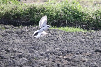 Chinese Grey Shrike 見沼区 Tue, 3/17/2020