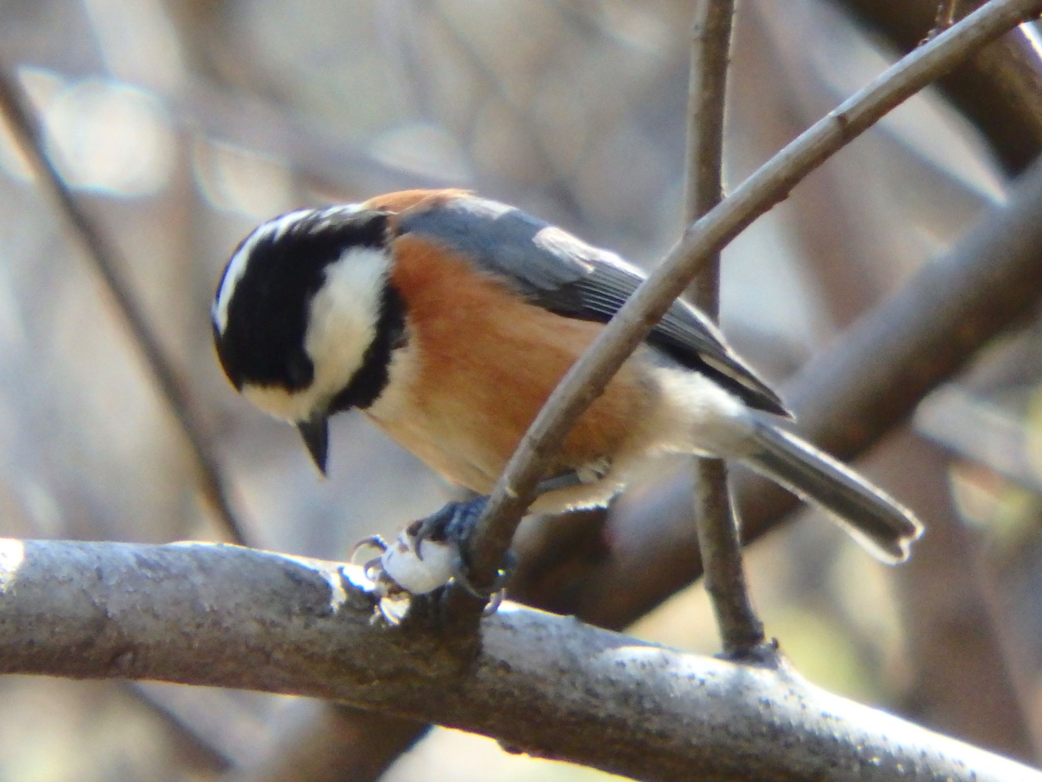 Photo of Varied Tit at Machida Yakushiike Park by まさ