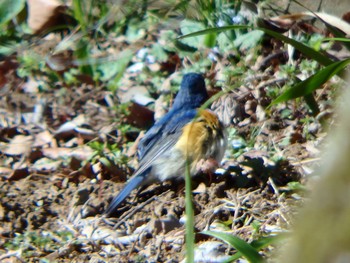 Red-flanked Bluetail Machida Yakushiike Park Fri, 3/20/2020