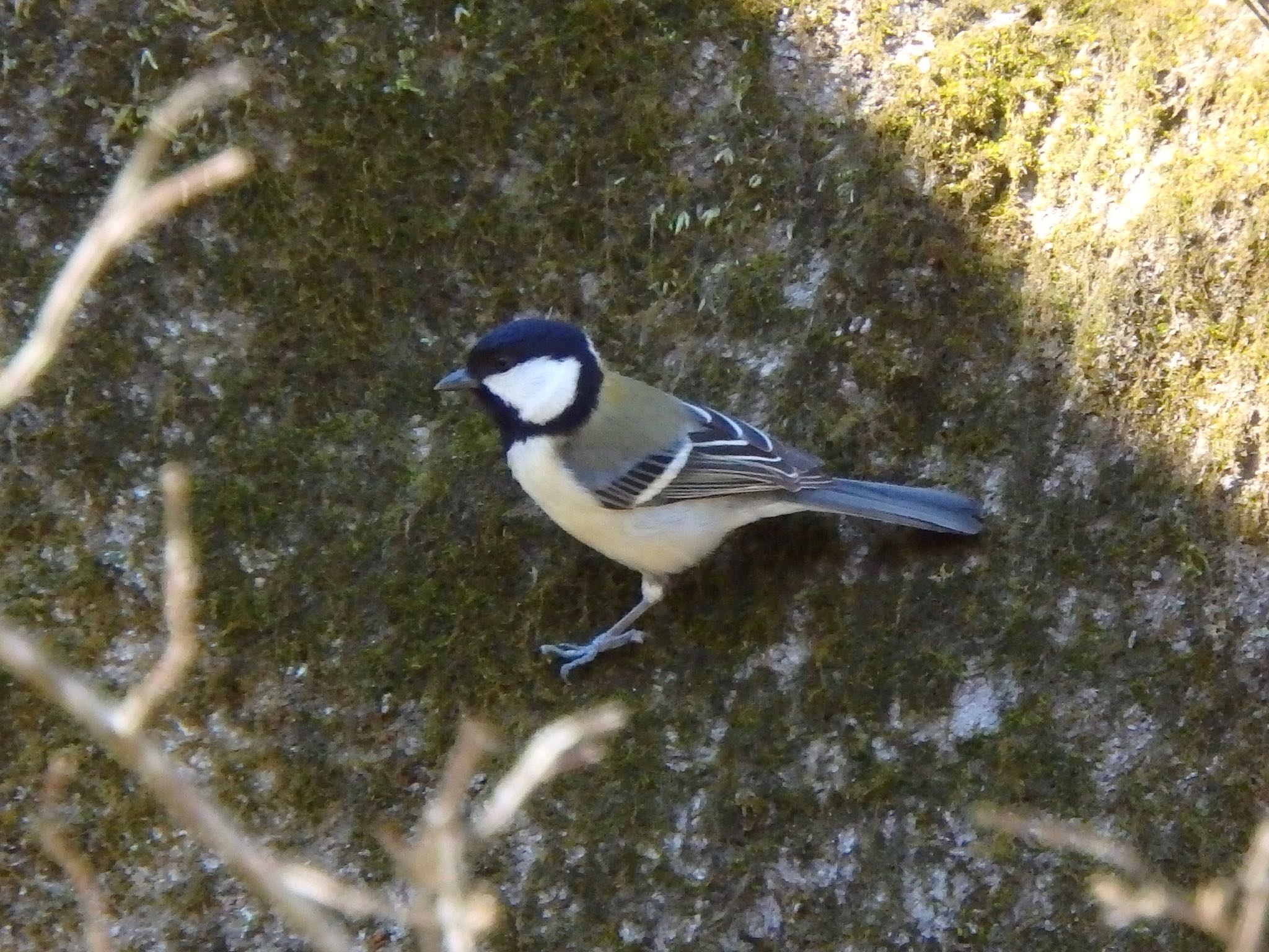 Photo of Japanese Tit at Machida Yakushiike Park by まさ