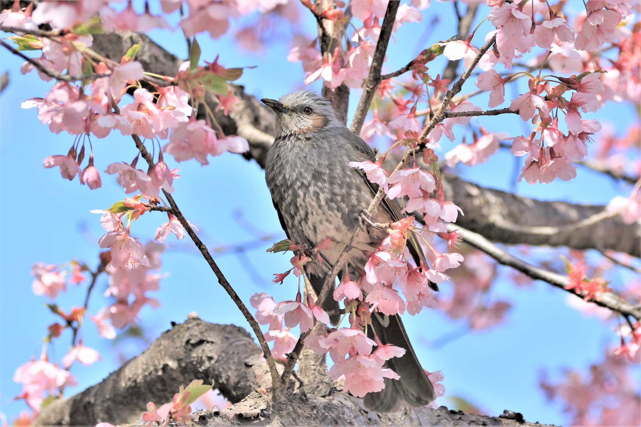 Photo of Brown-eared Bulbul at Showa Kinen Park by ゆず大好き