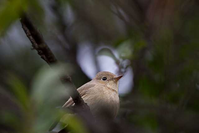 八柱霊園 オジロビタキの写真 by natoto