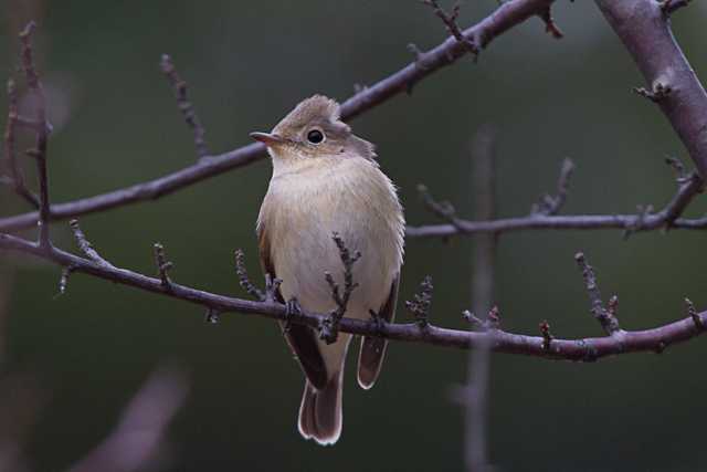 Photo of Taiga Flycatcher at 八柱霊園 by natoto