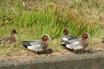 2020年1月2日(木) 日野川の野鳥観察記録