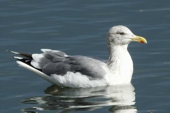 2020年1月10日(金) 日野川の野鳥観察記録