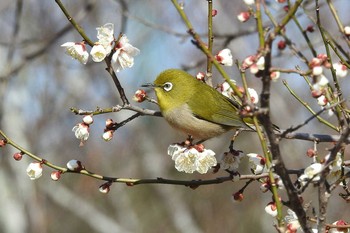 Tue, 2/11/2020 Birding report at 尾高城跡梅園