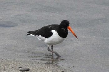 Eurasian Oystercatcher 日野川 Sun, 2/16/2020