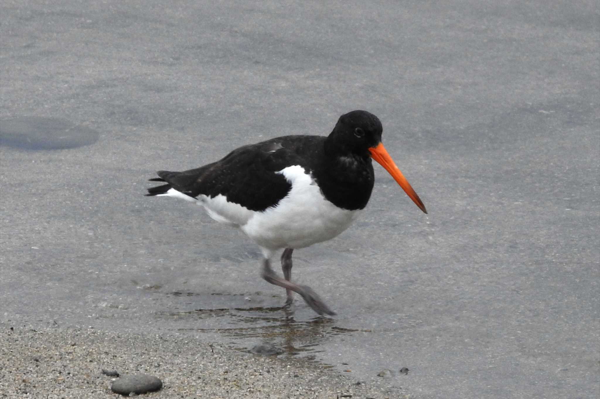 Eurasian Oystercatcher