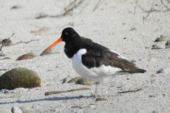 Eurasian Oystercatcher 日野川 Thu, 2/20/2020