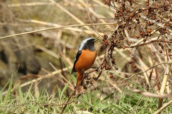 Daurian Redstart Yumigahama park Fri, 2/21/2020